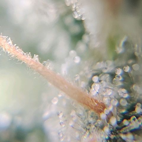 4/4 super Lemon Haze (sativa) growlog timeline photo
