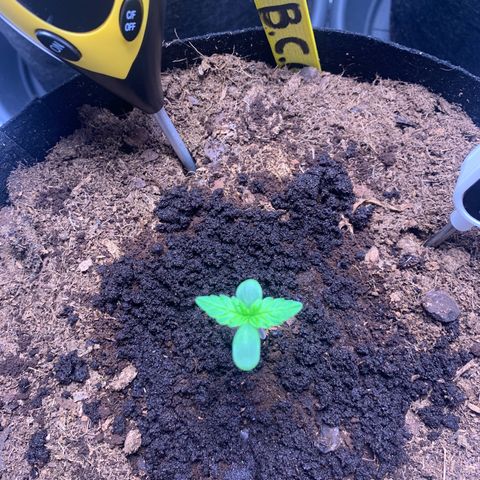 LSD Automatic BF growlog timeline photo