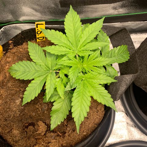 LSD Automatic BF growlog timeline photo