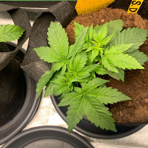 LSD Automatic BF growlog timeline photo