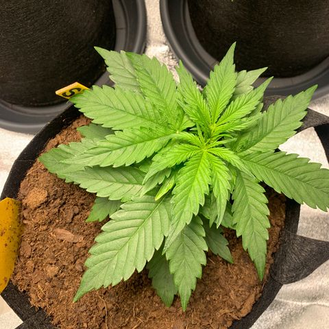 LSD Automatic BF growlog timeline photo