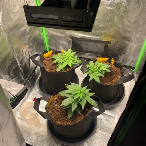 LSD Automatic BF growlog timeline photo