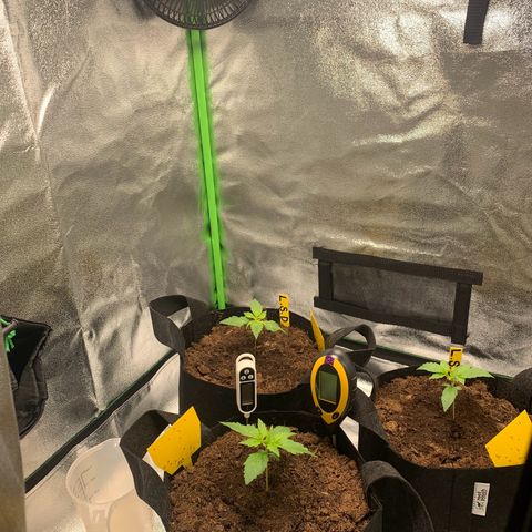 LSD Automatic BF growlog timeline photo