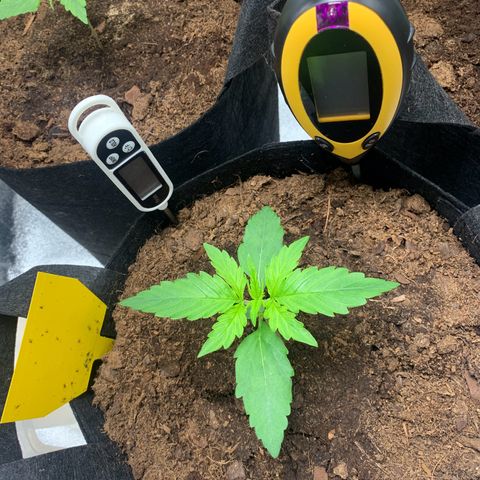 LSD Automatic BF growlog timeline photo