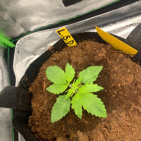LSD Automatic BF growlog timeline photo