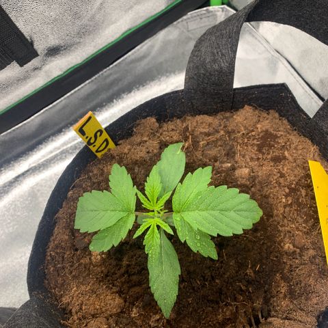 LSD Automatic BF growlog timeline photo