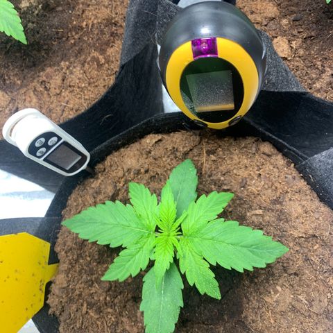LSD Automatic BF growlog timeline photo