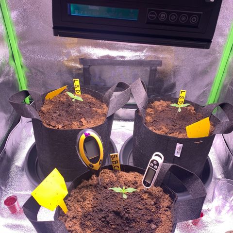 LSD Automatic BF growlog timeline photo