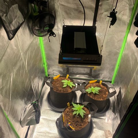 LSD Automatic BF growlog timeline photo