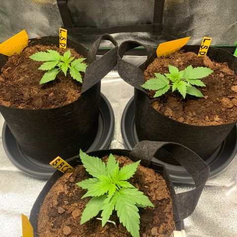 LSD Automatic BF growlog timeline photo