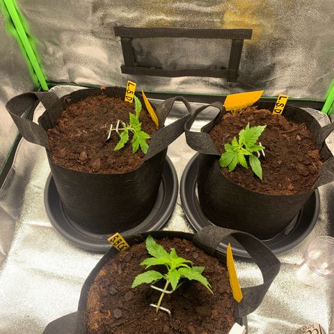 LSD Automatic BF growlog timeline photo