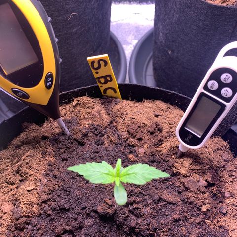 LSD Automatic BF growlog timeline photo