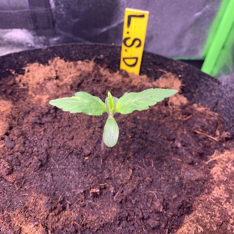 LSD Automatic BF growlog timeline photo
