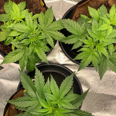 LSD Automatic BF growlog timeline photo