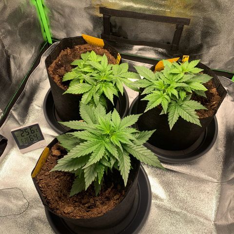 LSD Automatic BF growlog timeline photo