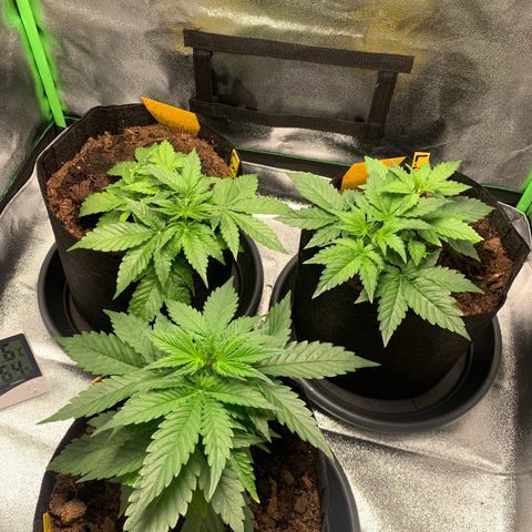 LSD Automatic BF growlog timeline photo