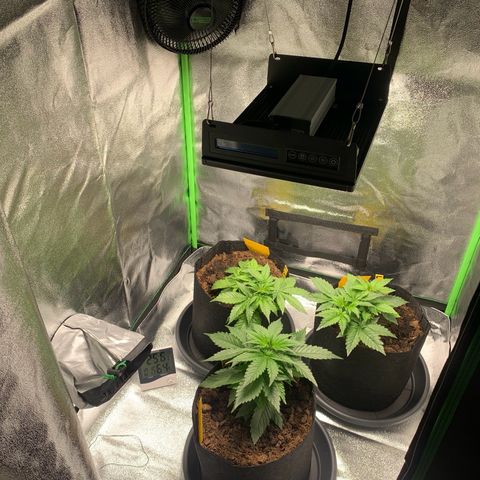 LSD Automatic BF growlog timeline photo