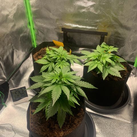 LSD Automatic BF growlog timeline photo