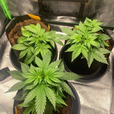 LSD Automatic BF growlog timeline photo