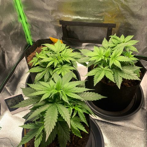 LSD Automatic BF growlog timeline photo