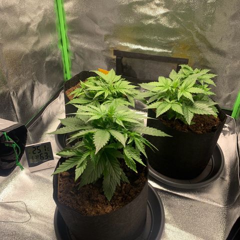 LSD Automatic BF growlog timeline photo