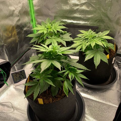 LSD Automatic BF growlog timeline photo