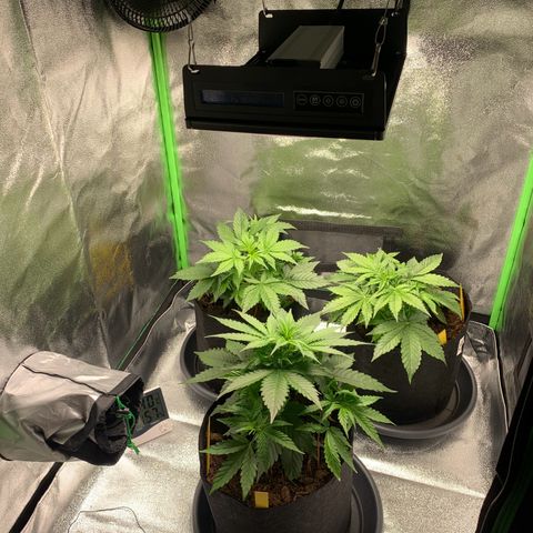 LSD Automatic BF growlog timeline photo
