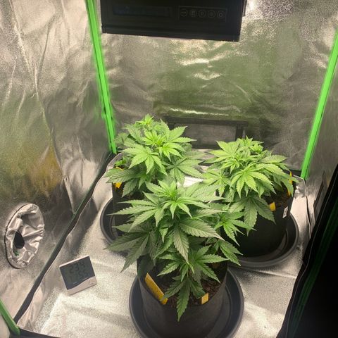 LSD Automatic BF growlog timeline photo