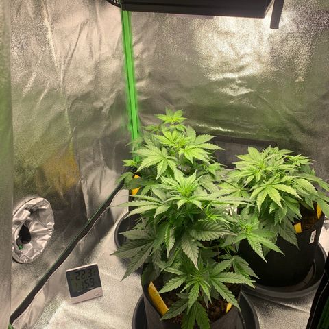 LSD Automatic BF growlog timeline photo
