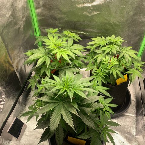 LSD Automatic BF growlog timeline photo