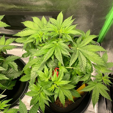 LSD Automatic BF growlog timeline photo
