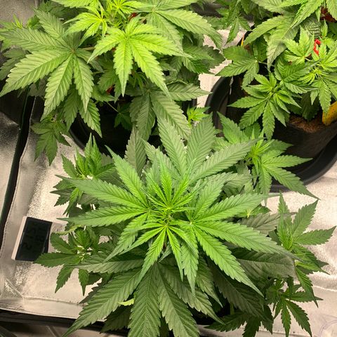 LSD Automatic BF growlog timeline photo
