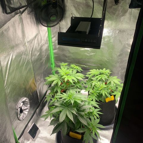 LSD Automatic BF growlog timeline photo