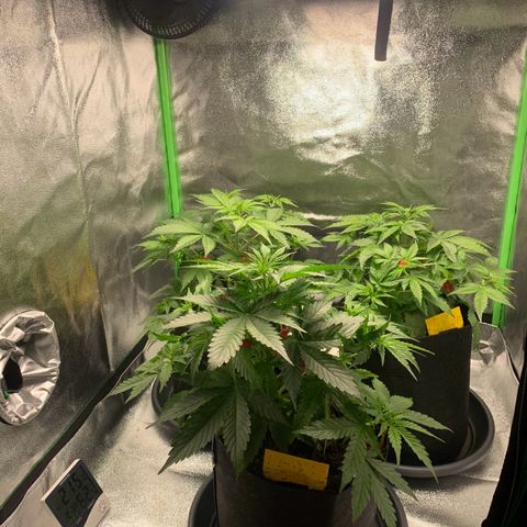LSD Automatic BF growlog timeline photo