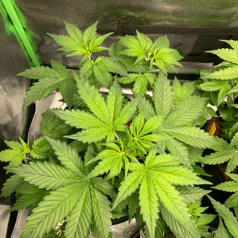 LSD Automatic BF growlog timeline photo