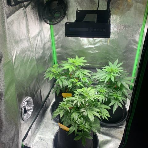 LSD Automatic BF growlog timeline photo