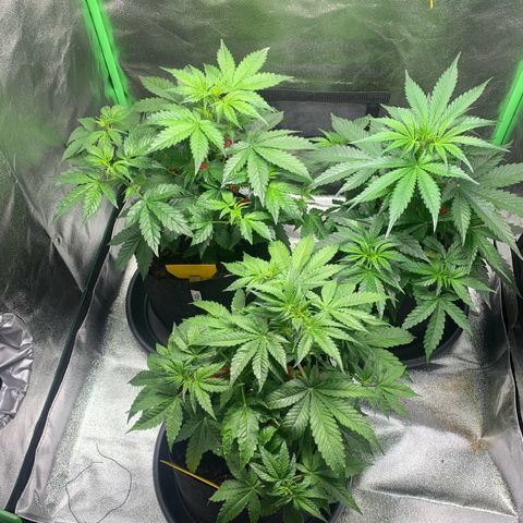 LSD Automatic BF growlog timeline photo