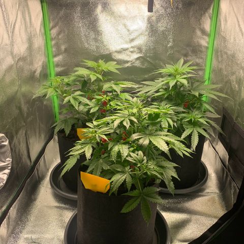 LSD Automatic BF growlog timeline photo