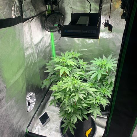 LSD Automatic BF growlog timeline photo