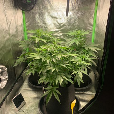 LSD Automatic BF growlog timeline photo