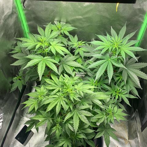 LSD Automatic BF growlog timeline photo