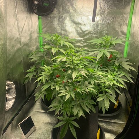 LSD Automatic BF growlog timeline photo