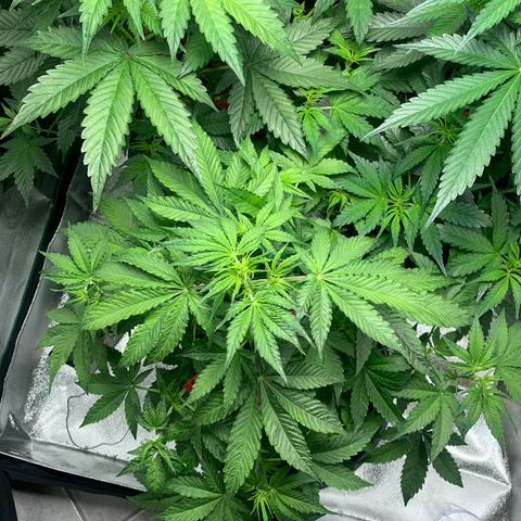 LSD Automatic BF growlog timeline photo
