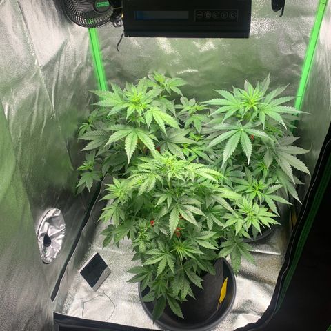 LSD Automatic BF growlog timeline photo
