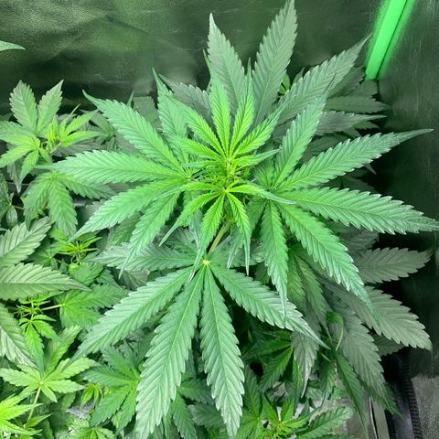 LSD Automatic BF growlog timeline photo