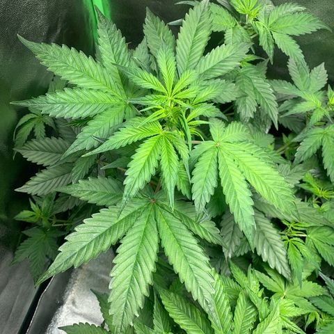 LSD Automatic BF growlog timeline photo