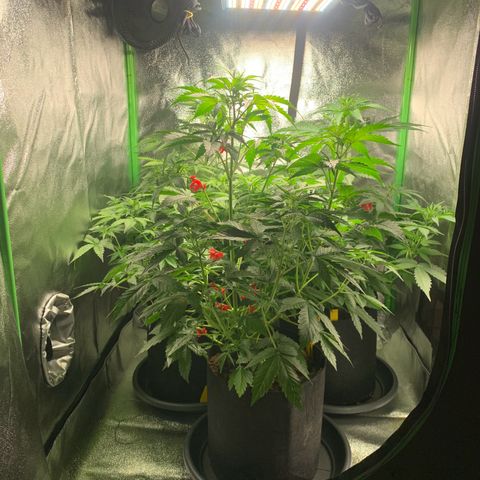 LSD Automatic BF growlog timeline photo
