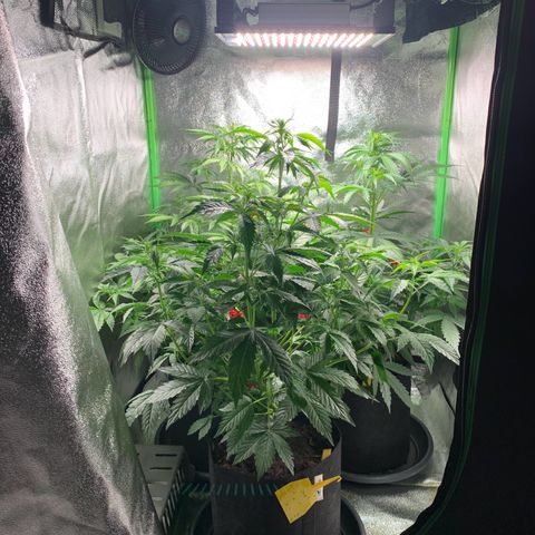 LSD Automatic BF growlog timeline photo