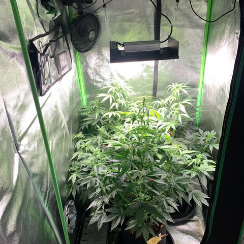 LSD Automatic BF growlog timeline photo