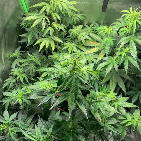 LSD Automatic BF growlog timeline photo